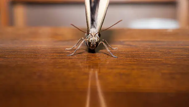 Close-up front view of tropical Owl Butterfly or Caligo Memnon perched over wooden table