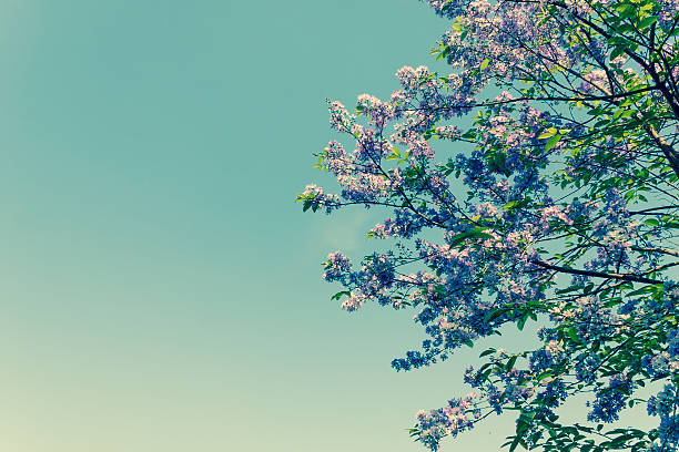 istock Vintage colour tone flower tree 487026392