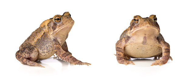 Adult Cururu Toad of the species Rhinella diptycha