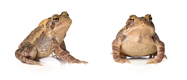 American Toad - Bufo Anaxyrus Americanus.  A macro photograph of a American toad.  The toad is photographed in a studio on a white background.  There is multiple angles in the composite photo. 