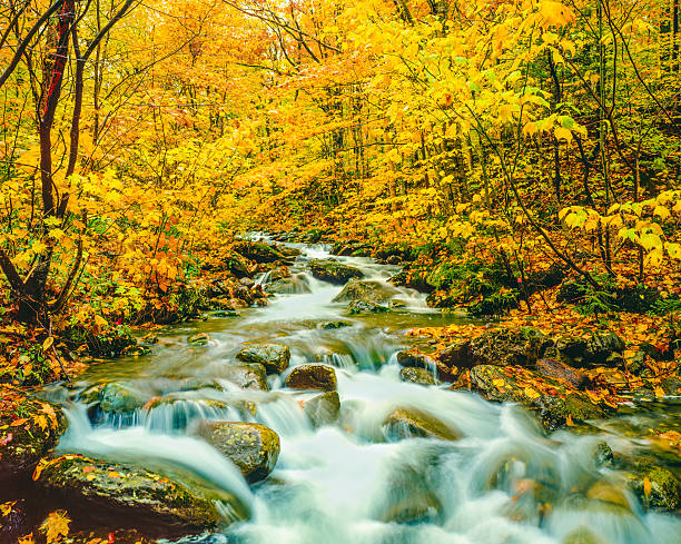 istock Autumn colors Underhill State Park Green Mountains, VT 487026674