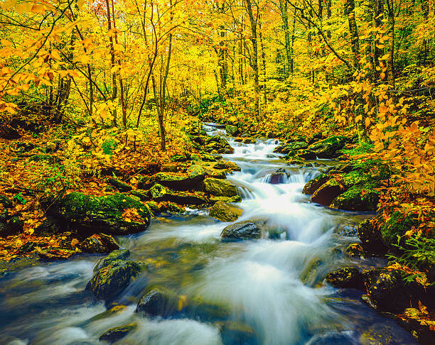 Tourist photographs the rushing water through narrow rock channel known as Natural Water Slides at Ohiopyle State Park, Pennsylvania, USA