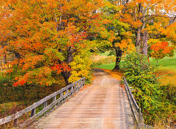 istock Rustic wooden bridge and Sugar Maples Green Mountains, VT 487026692