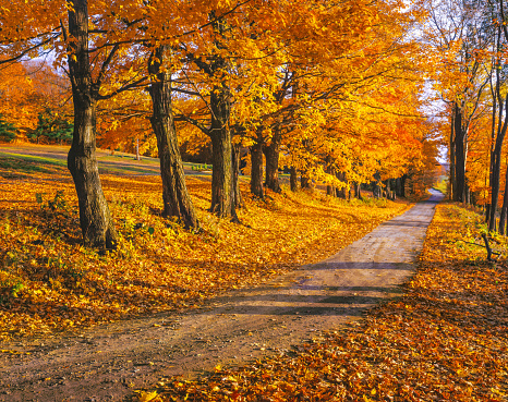 A dirt country road line with sugar maple trees in full fall color fills the foreground and lead off into the distance in the foothills of the Green Mountains, Vermont