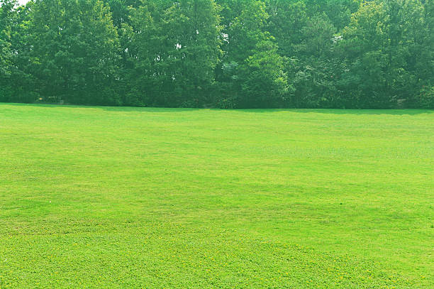 istock Green field in the park 487031238