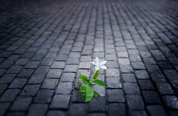 istock white flower growing on street floor old brick at night 487031408