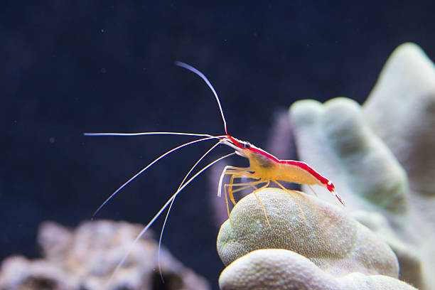 istock Macro photography of prawn. 487035058