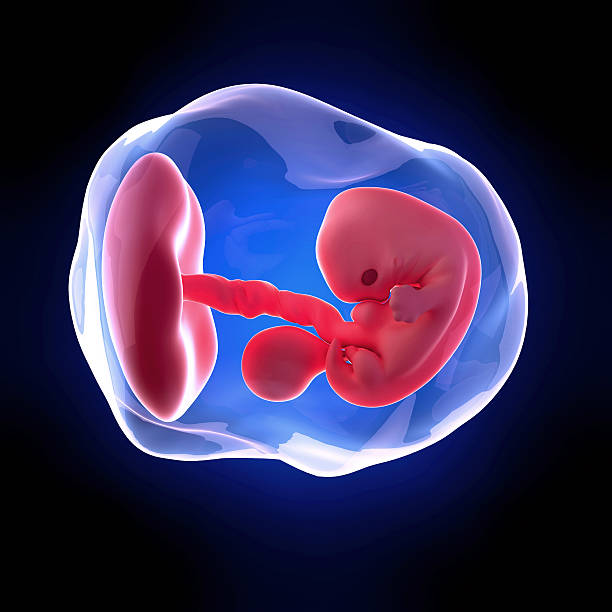 medical illustration weekly development of a human fetus - week 7 7 week fetus stock pictures, royalty-free photos & images
