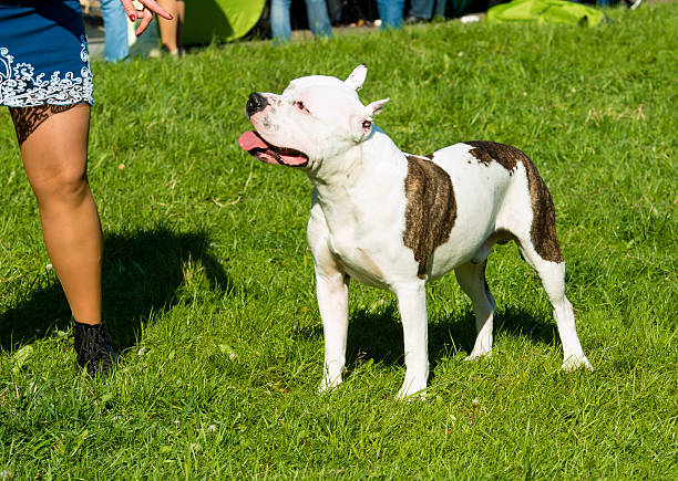 istock The American Staffordshire Terrier obedience. 487036400