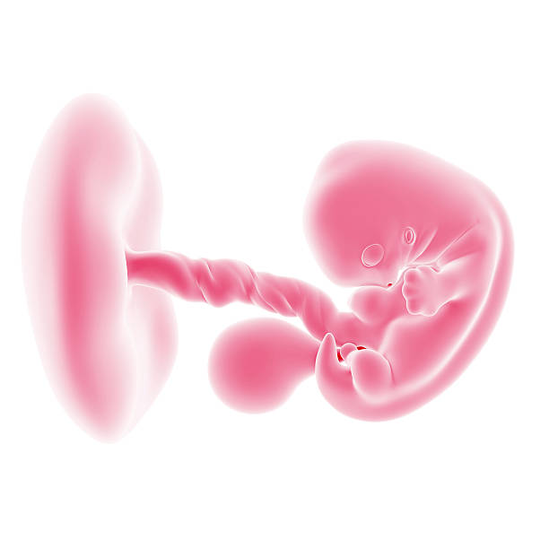 medical illustration illustration of the fetal development - week 7 7 week fetus stock pictures, royalty-free photos & images
