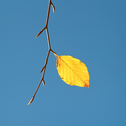 A single beech leaf on a bare branch at the end of autumn.