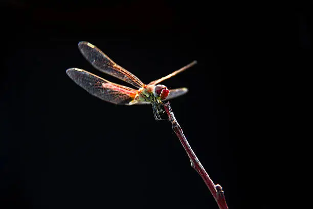 A golden dragonfly.