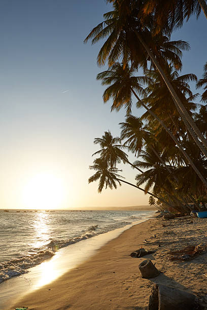 istock Palm against the sunset over the sea 487040106