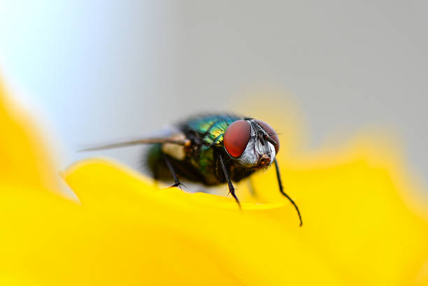 photo macro insecte sur fleur jaune - insect fly animal eye single flower photos et images de collection