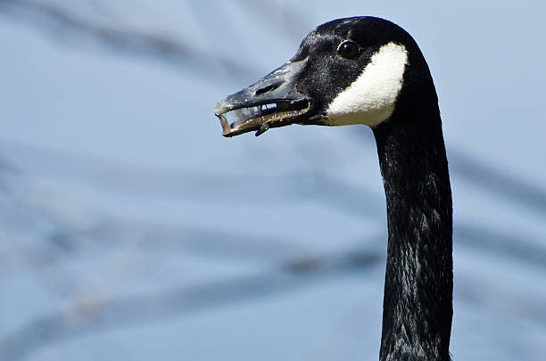 istock Canada Goose With a Mouth Full of Yuck 487046261