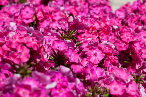 phlox, flower, nature, pink,  purple, beauty, blossom, close-up, background