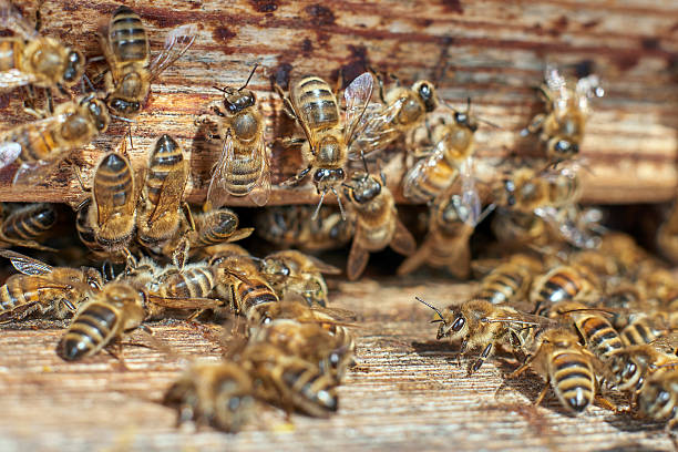 istock Group of honeybees in front of a beehive 487047052
