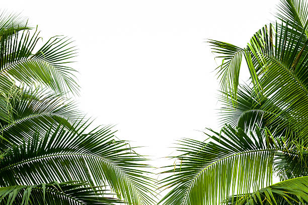 istock Leaves of coconut tree isolated on white background 487047155