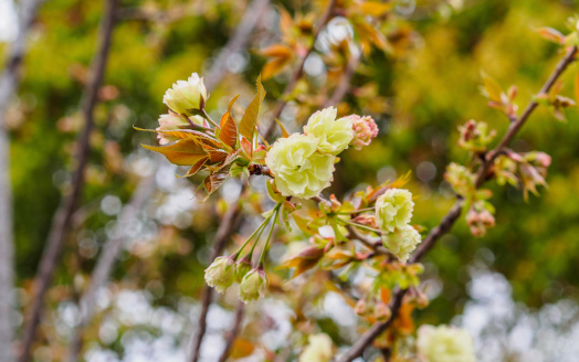 Spring flowers series, beautiful Cherry blossom , green sakura flowers, the offical name is grandiflora or cerasus lannesiana