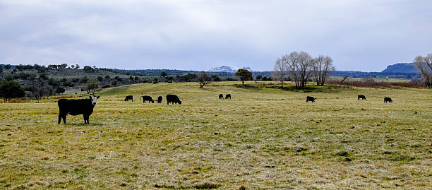 istock Cows in Scenic Mountain Meadow 487047955
