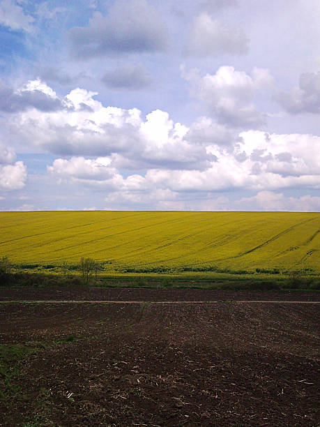 istock Arable land and fields of flower 487049151