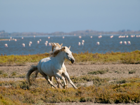 Galloping white horses with flamingos in the back in Parc Regional de Camargue, Provence, France - image has motion blur
