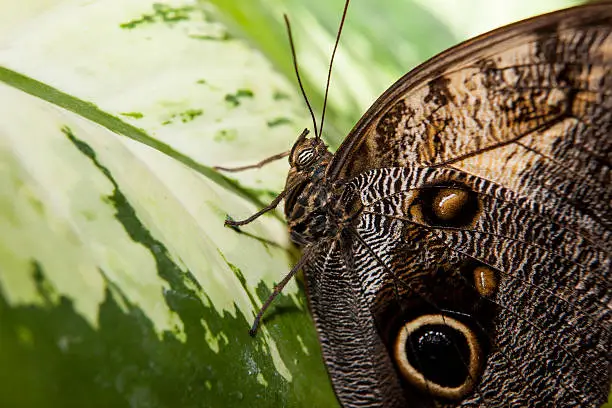 Close-up of a beautiful tropical Owl Butterfly, Caligo Memnon, perched over green