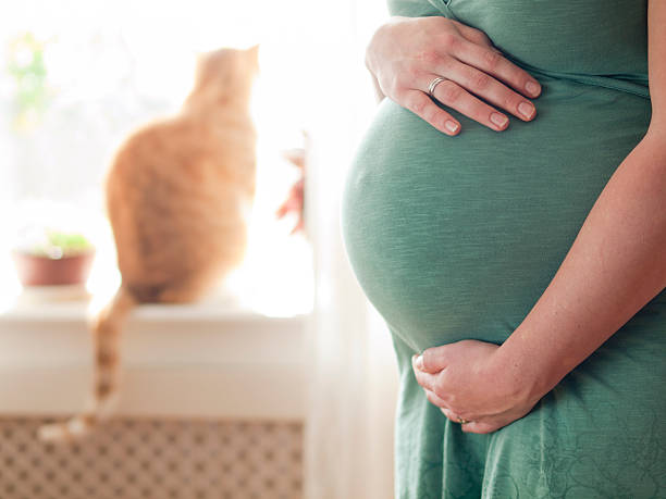 Pregnant young woman expanding the family stock photo