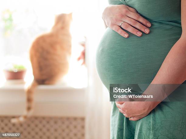 Pregnant Young Woman Expanding The Family Stock Photo - Download Image Now - Domestic Cat, Pregnant, Women