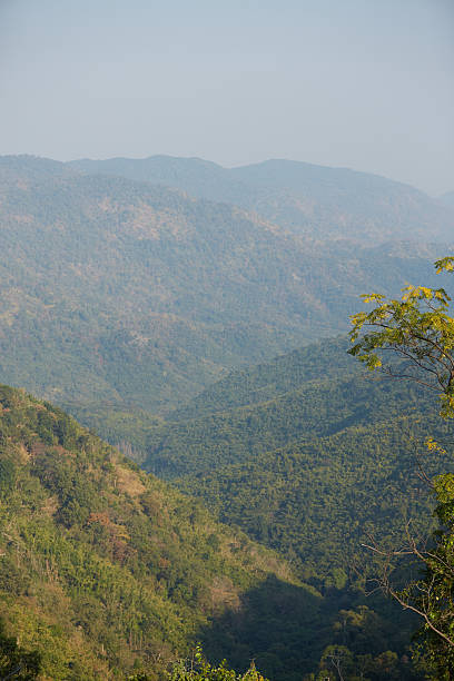 istock the trees on the mountain slopes 487050364