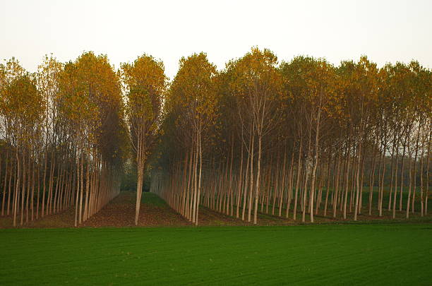 캄파냐의 포플라 나무 - poplar tree 뉴스 사진 이미지