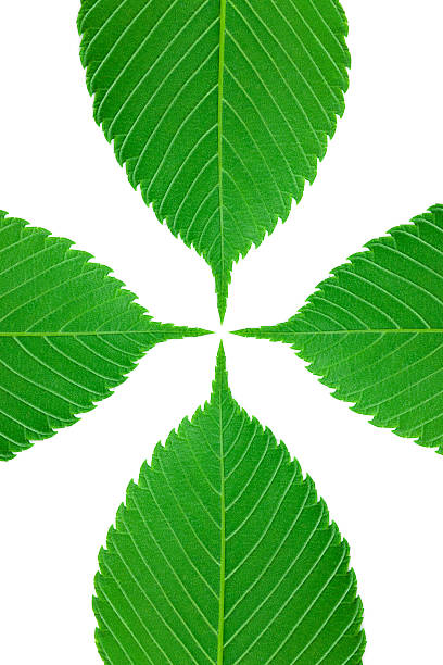 Green leaf cross stock photo