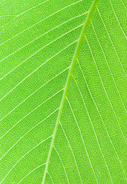 Macro Leaf image stock photo