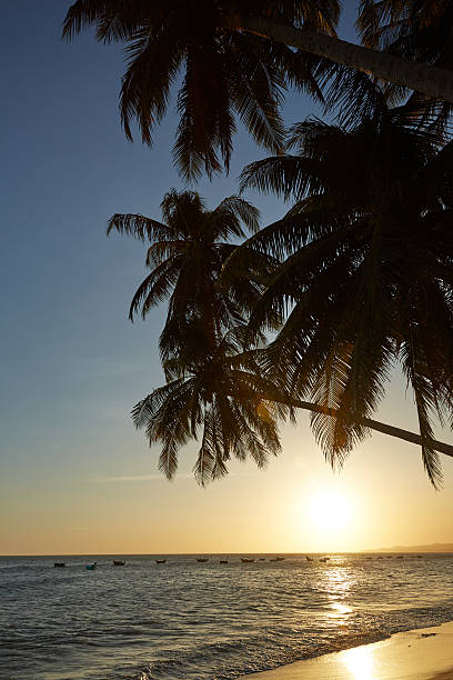 istock Palm against the sunset over the sea 487053572