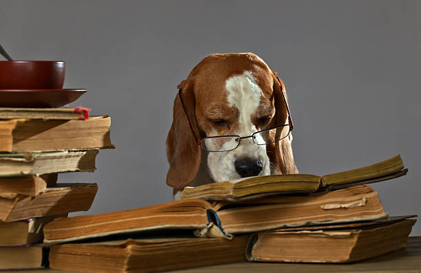 very smart beagle The very smart dog studying old books dog ate my homework stock pictures, royalty-free photos & images