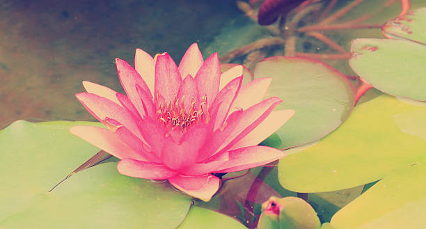 istock This beautiful waterlily or lotus flower 487053656