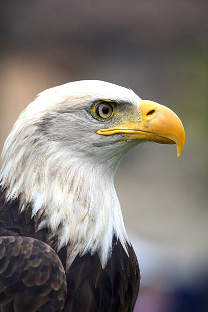 north american bald eagle - north america bald eagle portrait vertical foto e immagini stock