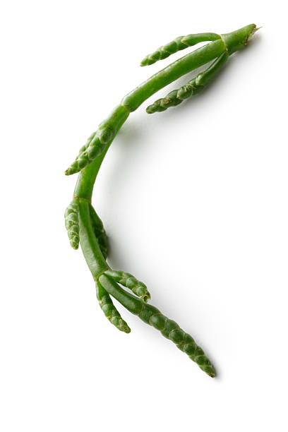 istock Vegetables: Glasswort Isolated on White Background 487054196