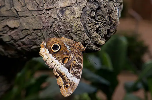 Close-up of a beautiful tropical owl butterfly or Caligo Memnon, hanging of a trunk