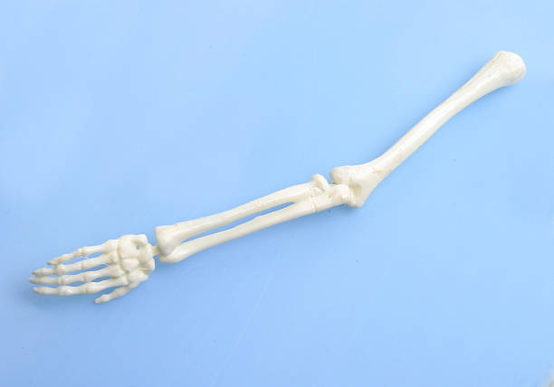 istock The human body - arm with hand (plastic model) 487056818