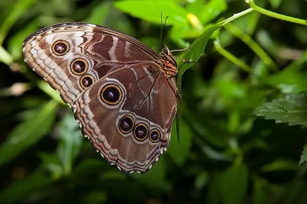 Closeup of a beautiful tropical Owl Butterfly or Caligo Memnon over green vegetation