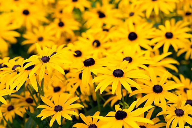 Black-eyed-susans floqwers in summer garden