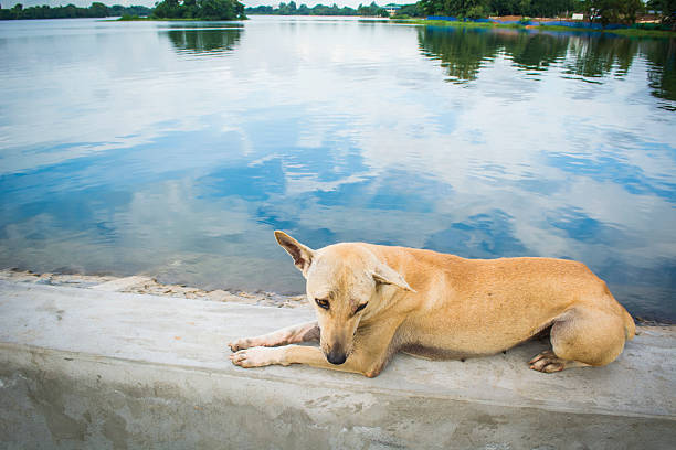 istock dog was sitting by the lake 487063534