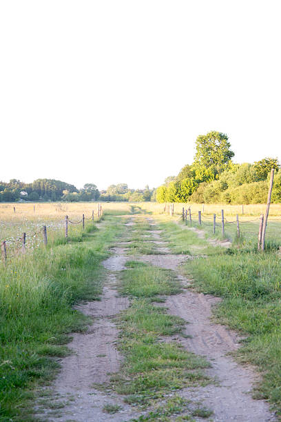 istock Summer landscape with green grass and road 487063934