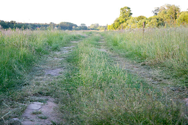 Grass growing along the highway, against a blue sky with clouds.