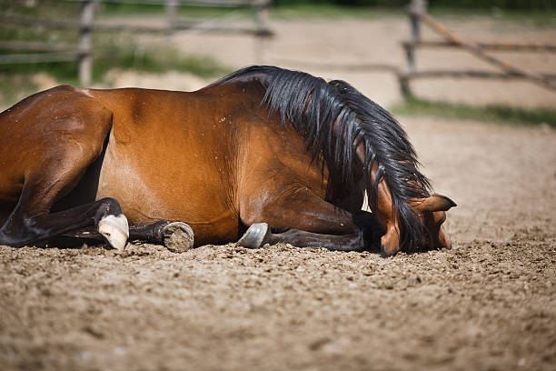 istock Horse lying in the stable outdoor 487064154