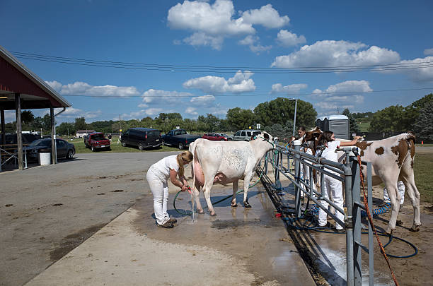 Elizabethtown, PA, USA-August 28, 2015:  Young people washing their milk cows at the local country fair prior to showing their animals for judging.