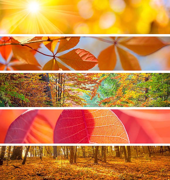 istock Set of Different Autumn Banners - colorful backgrounds 487068226