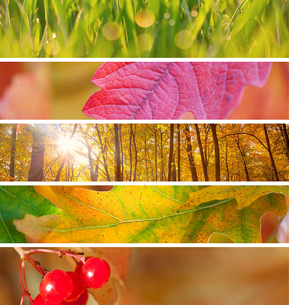 istock Set of Different Autumn Banners  for Internet, beautiful fall 487068250