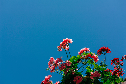 Bougainvillea glabra flower at garden